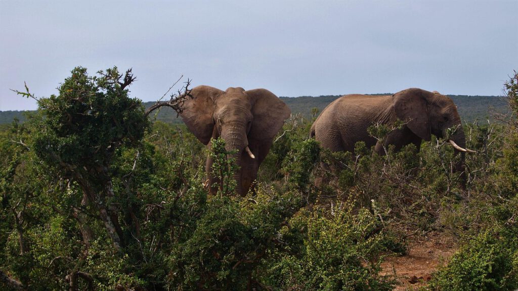 elephant 4380158 1280