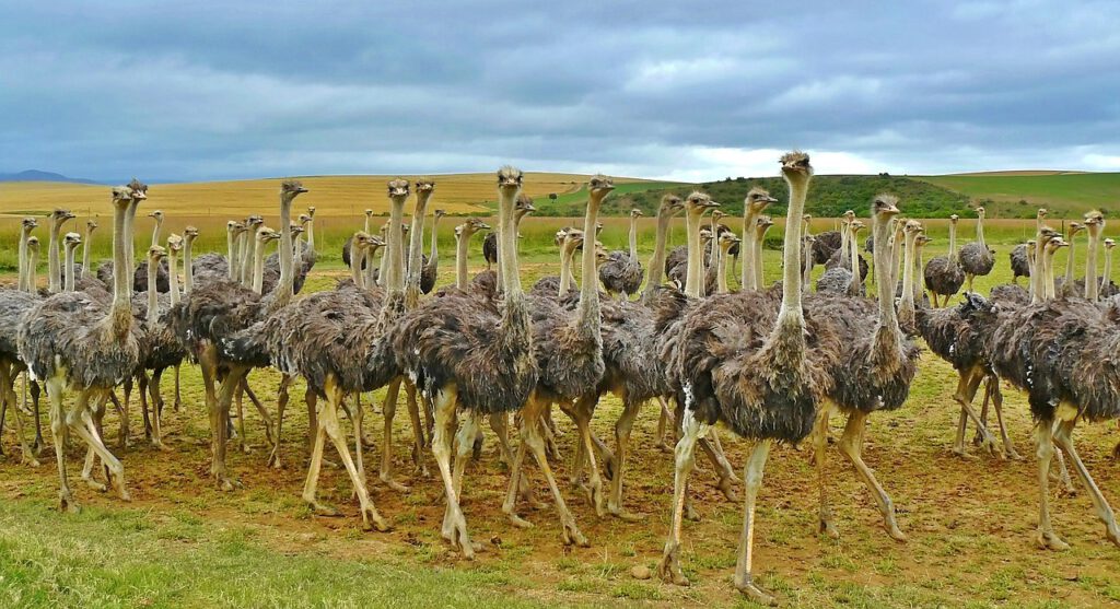 ostriches 838976 1280