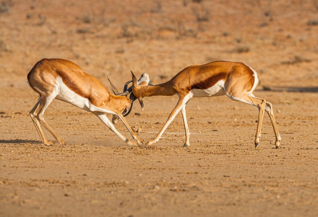 springbok 5891080 1280