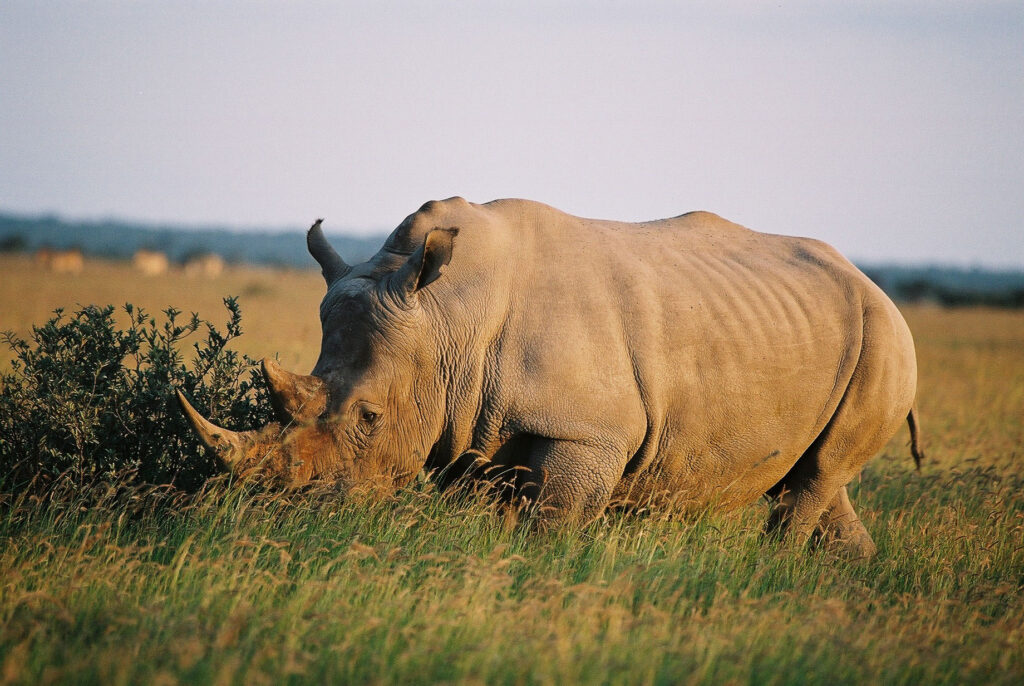 Kleingruppenreise "Wildes Botswana" 14-täg. Safari ab 3490,- € p.P. sunway botswana khama rhino