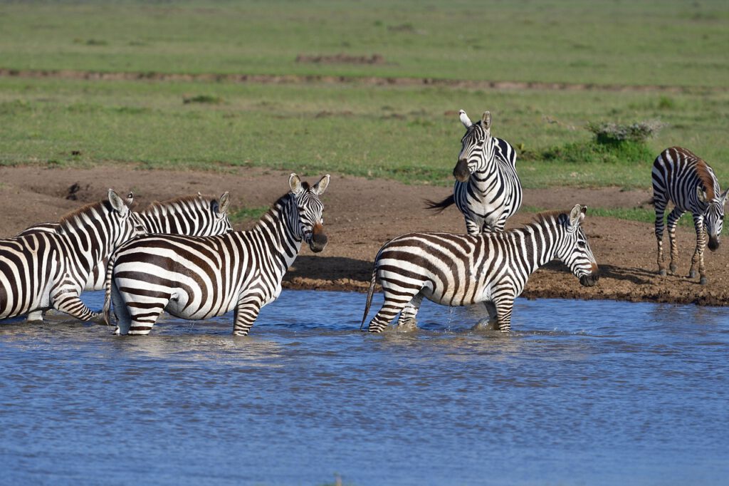 Tierwanderungen in Afrika common zebra 7261194 1280