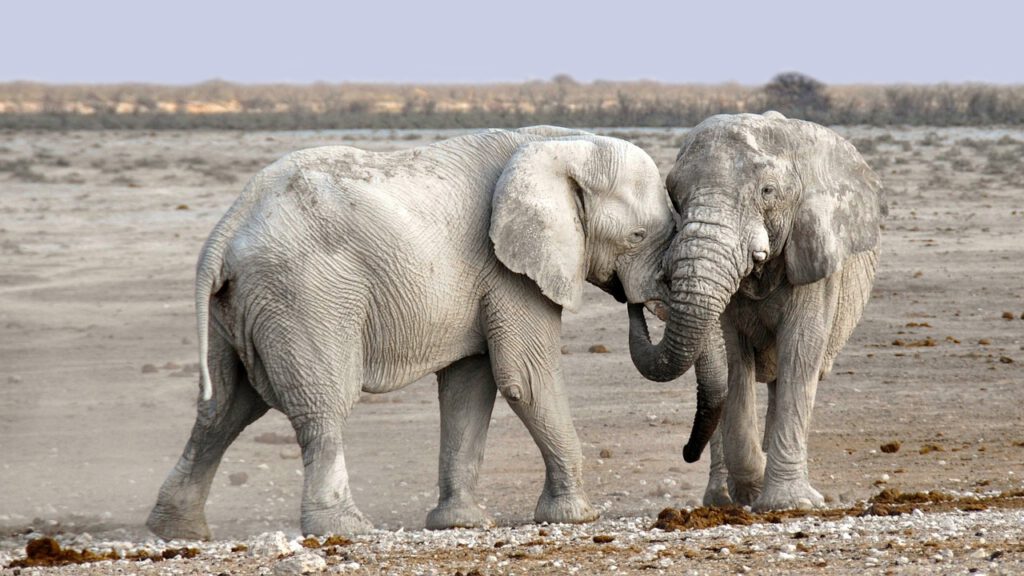 Selbstfahrerreise nach Namibia - Namibias Höhepunkte elephants 1170108 1280