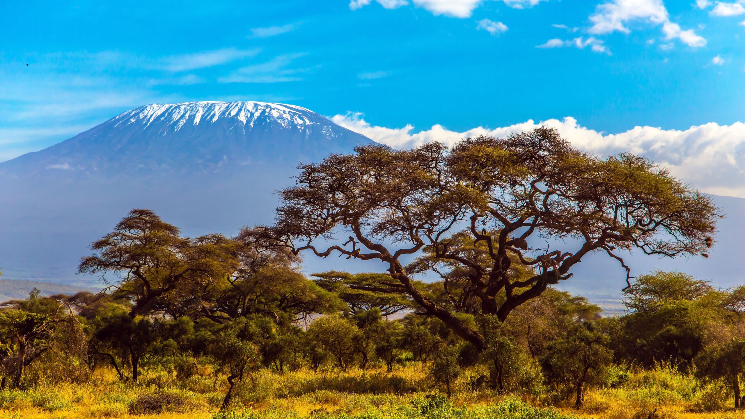 the snow peak of kilimanjaro
