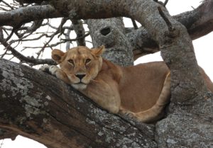 lioness 4349496 1280 (1)