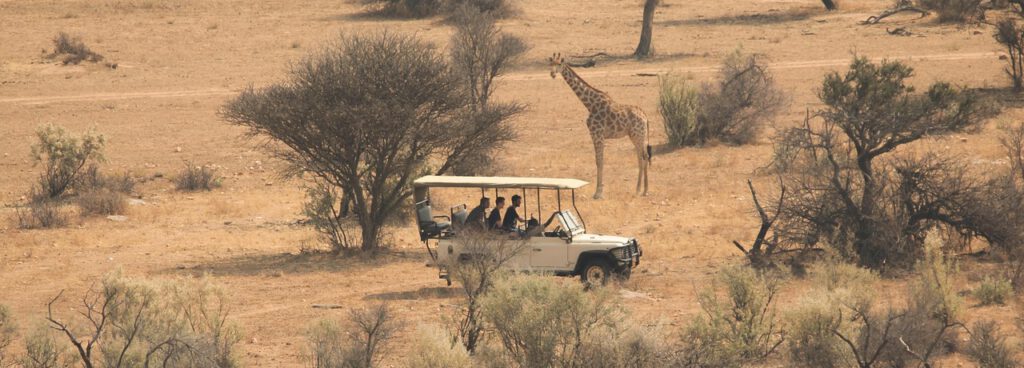 savannah 8079856 1280 (1)