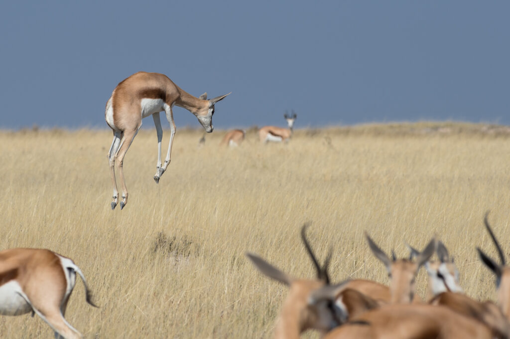 Kleingruppenreise Grand Explorer sunway namibia etosha bruce taylor 7300