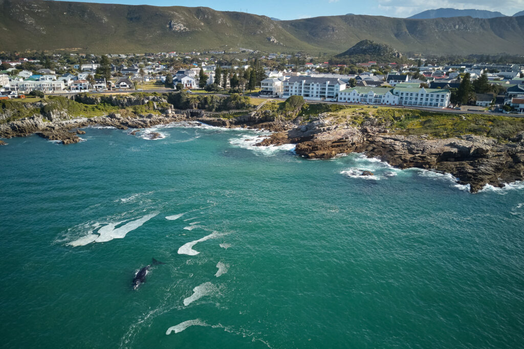 sunway south africa hermanus windsor hotel whales 1