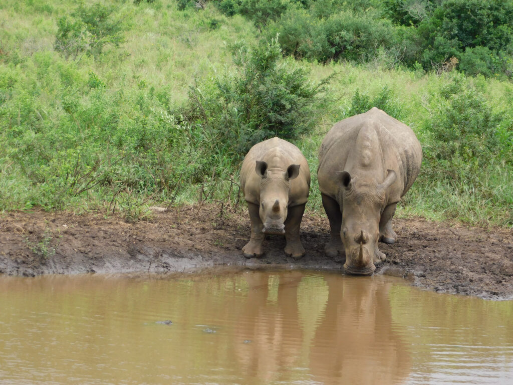 sunway south africa hluhluwe rhino moses mnadi 0294
