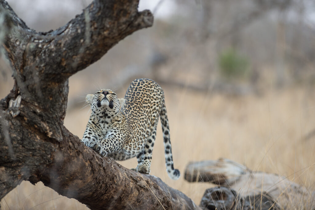 sunway south africa kruger bruce taylor 9452