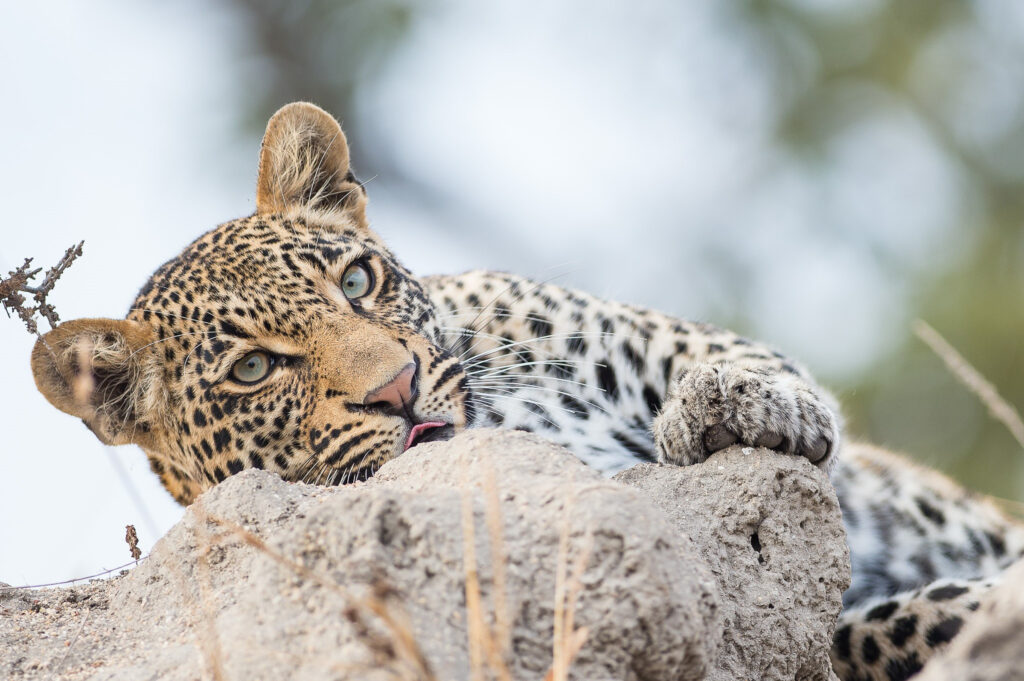 sunway south africa kruger np leopard bruce taylor