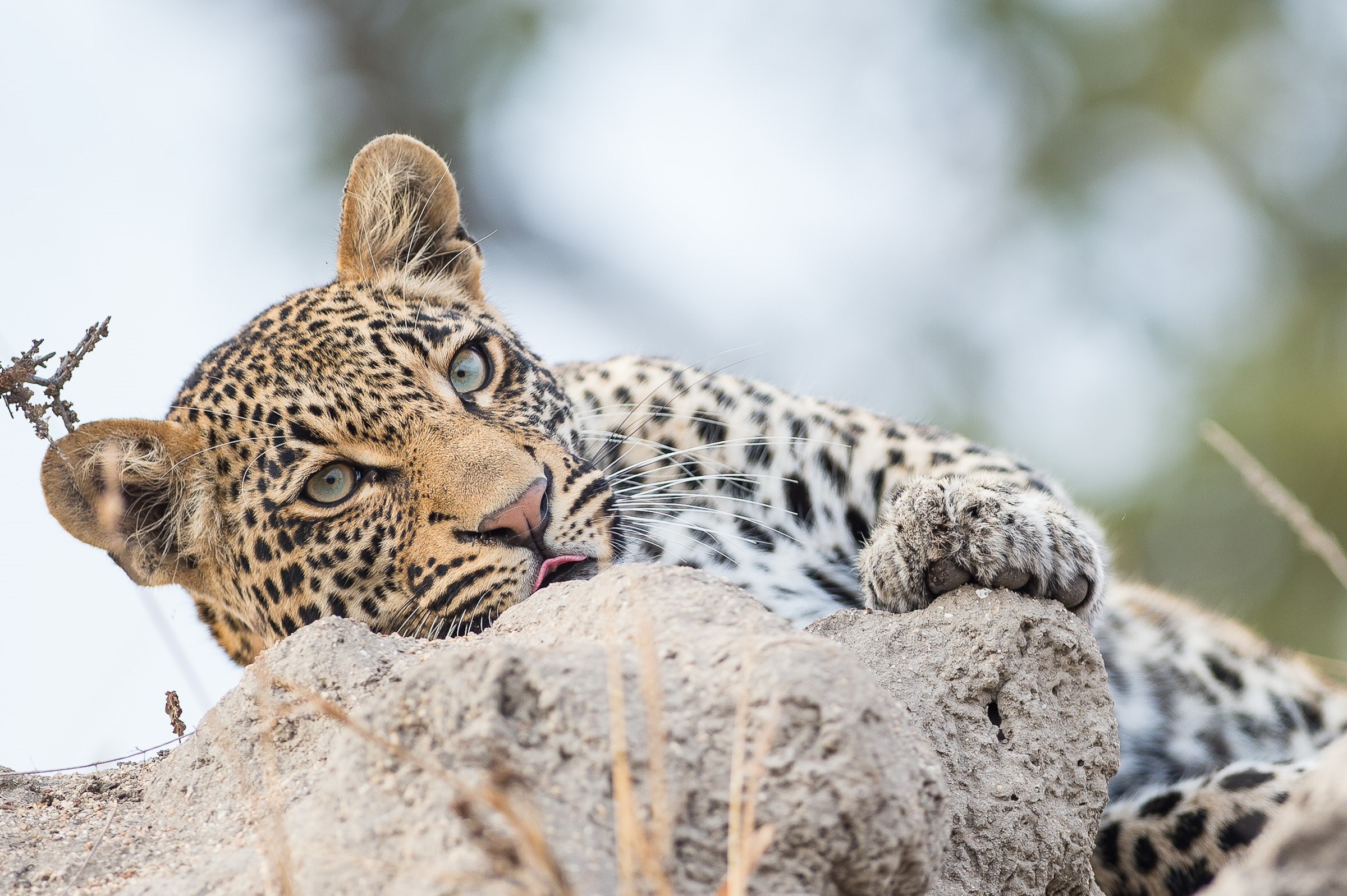 sunway south africa kruger np leopard bruce taylor