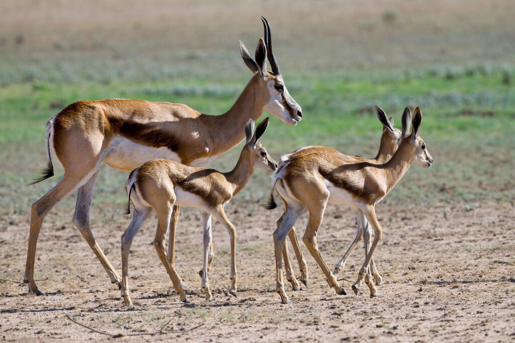 Kleingruppenreise Klassisches Namibia antelope 8599847 1280