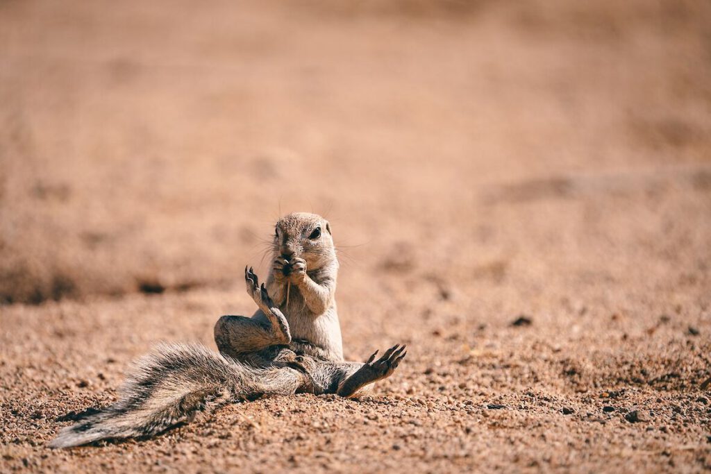 Selbstfahrerreise nach Namibia - Namibias Höhepunkte borstenhoernchen in namibia.1180x0