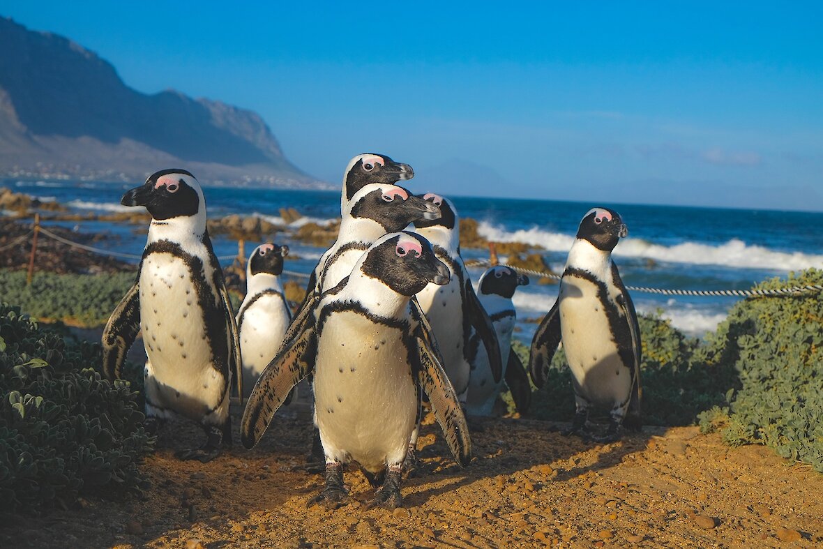 Südafrika brillenpinguine in suedafrika.1180x0