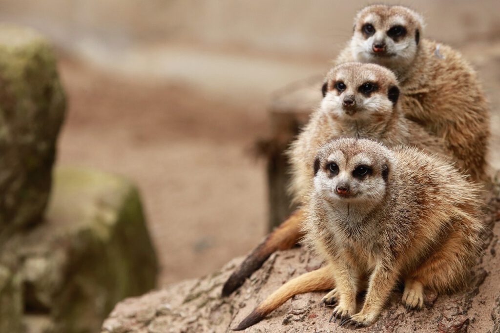 buschman meerkats 5756042 1280