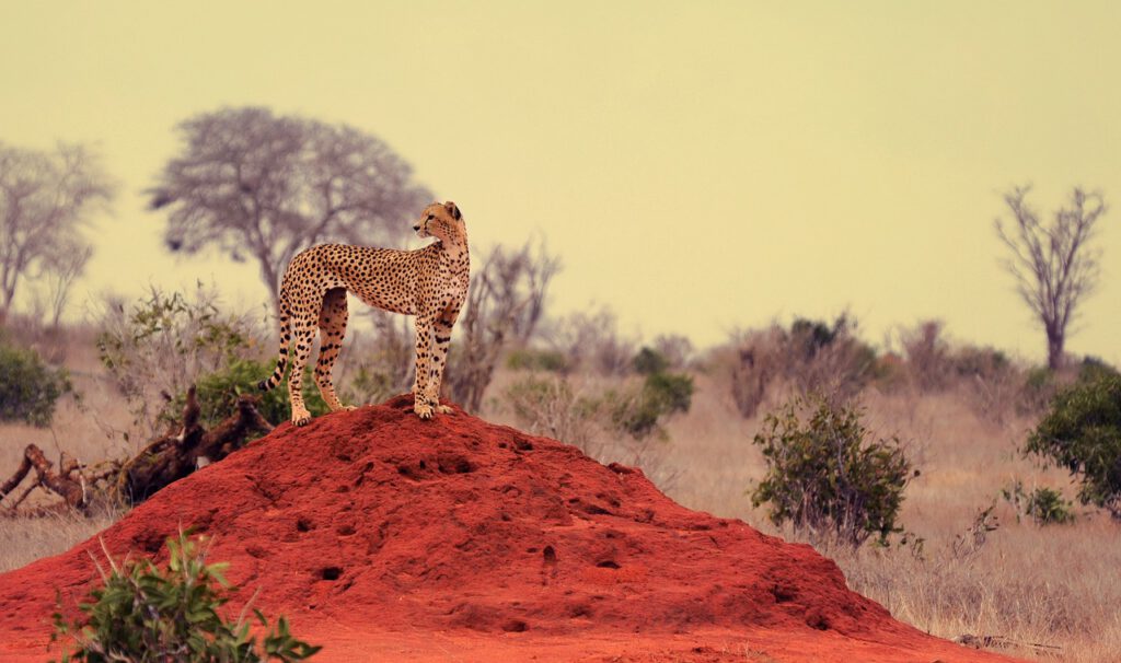 Selbstfahrerreise nach Namibia - Namibias Höhepunkte cheetah 5537416 1280