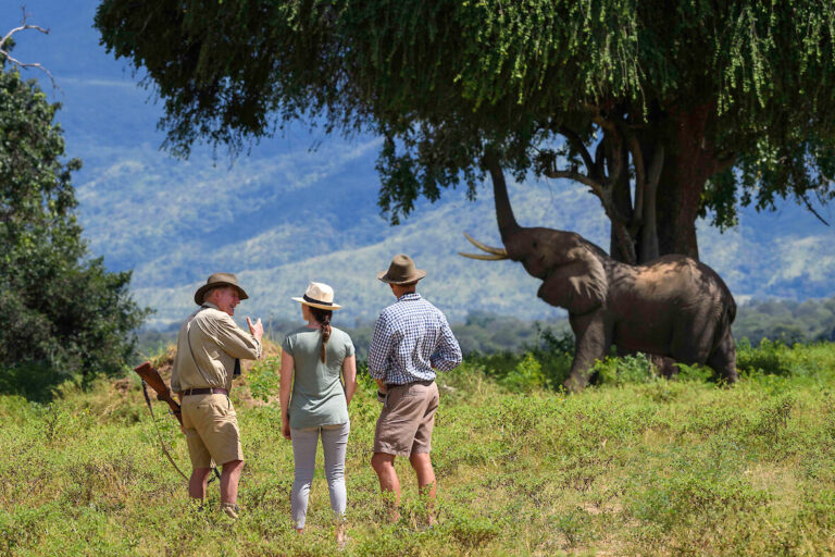 elefant beim fressen in mana pools.1180x0