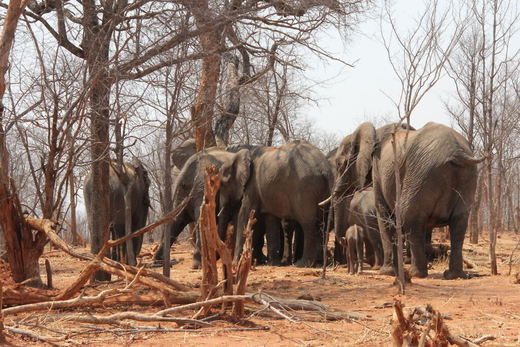 elefanten im hwange nationalpark.1180x0