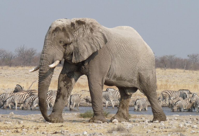 elephant 700826 1280