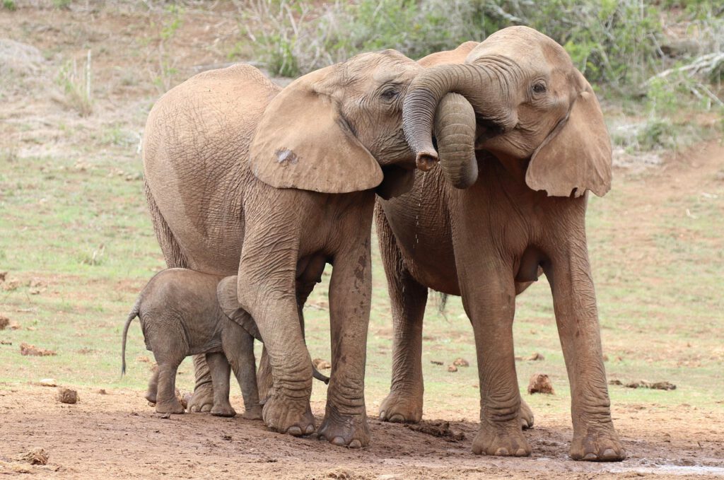 elephants 6255858 1280 (1)