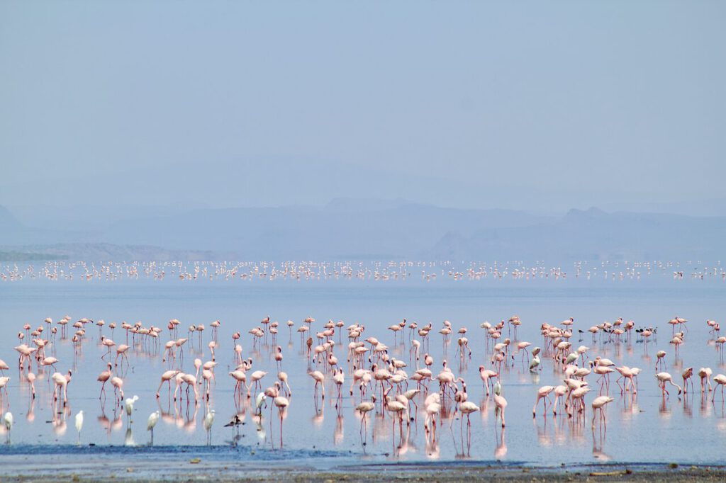 Tierwanderungen in Afrika flamingoes 8390111 1280