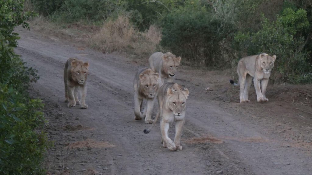 hbieser lions 7397126 1280