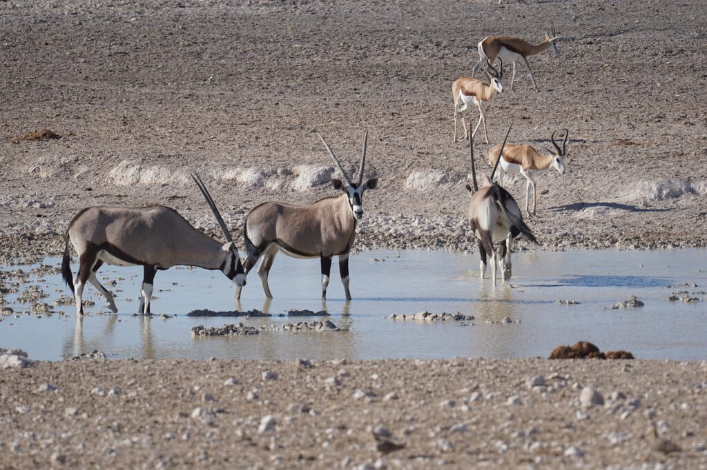 jurgen bierlein oryx antilope 4863116 1280