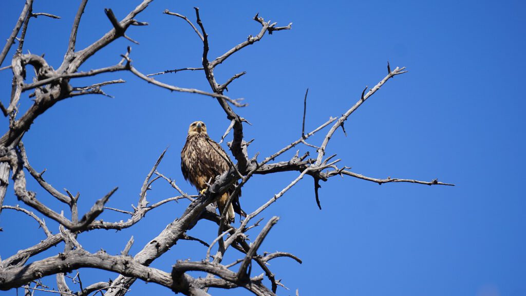 jurgen bierlein simbabwe 4854807 1280