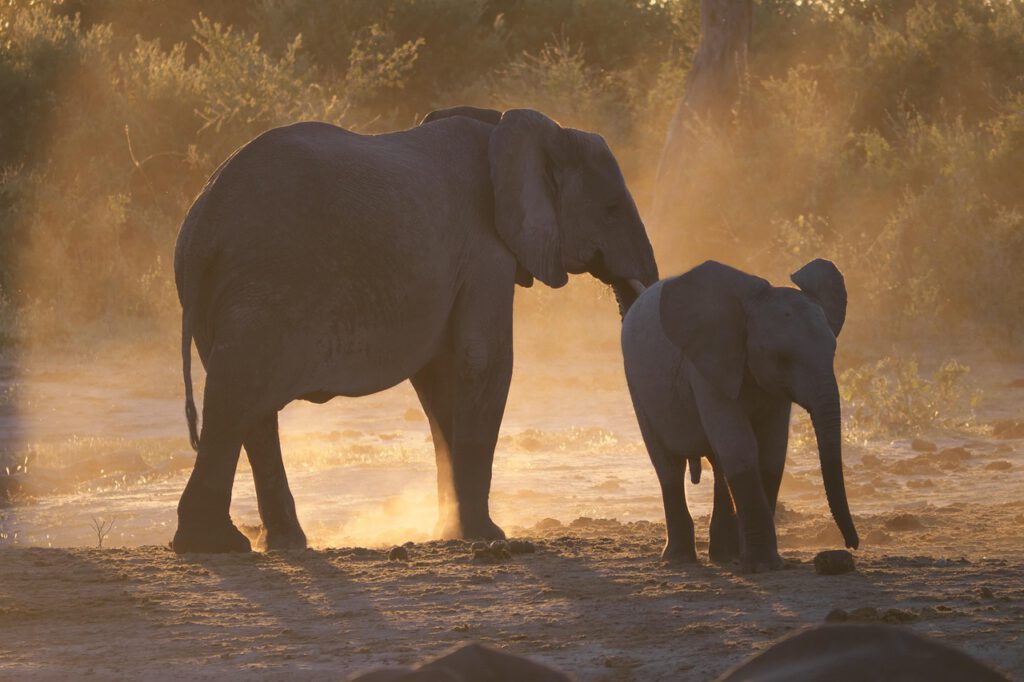 mkraucht elephant 4347430 1280