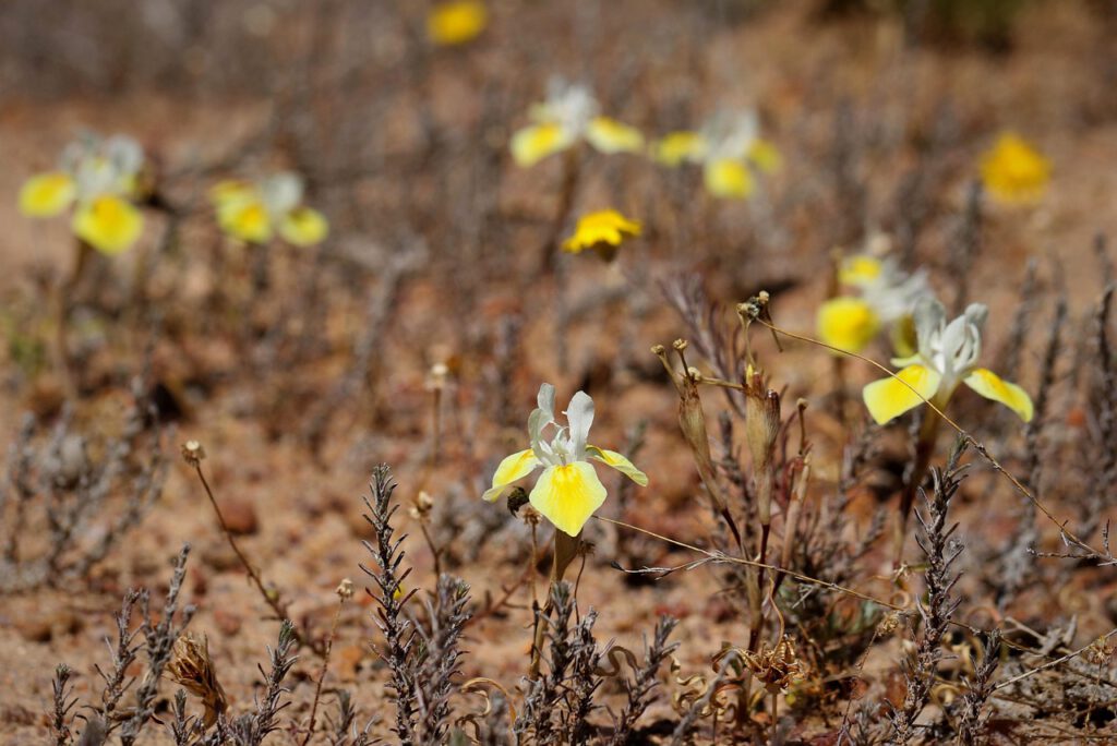 moraea serpentina 4767271 1280