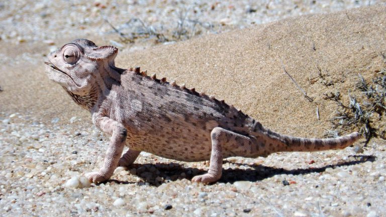 Kleingruppenreise Klassisches Namibia nature 3254120 1280