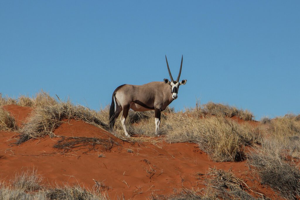 Selbstfahrerreise nach Namibia - Namibias Höhepunkte oryx 8058975 1280