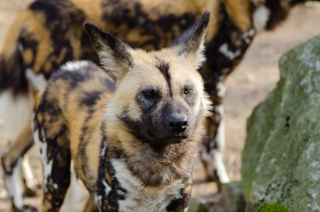 pexels african wild dog 1852820 1280