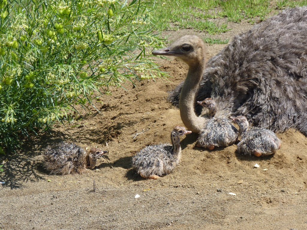 polyfish ostriches 4855681 1280