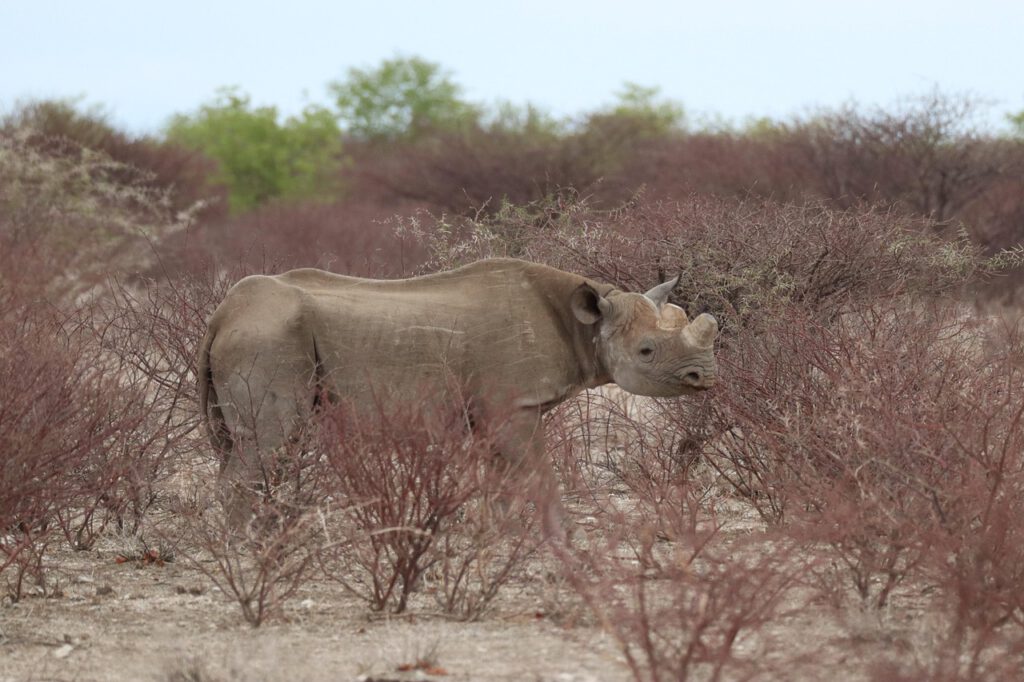 Kleingruppenreise Klassisches Namibia rhino 5339822 1280