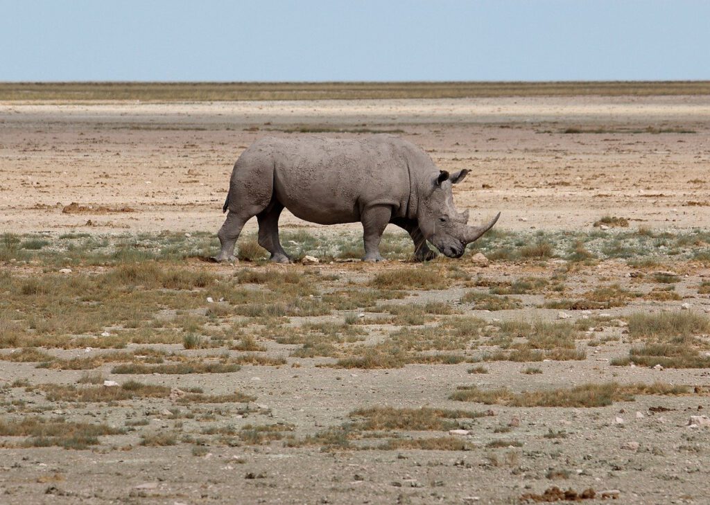 rhinoceros 10074916 1280