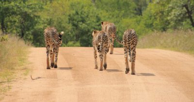 cheetahs 1043273 1280 (1)